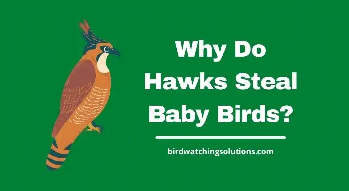 Why Do Hawks Steal Baby Birds 1
