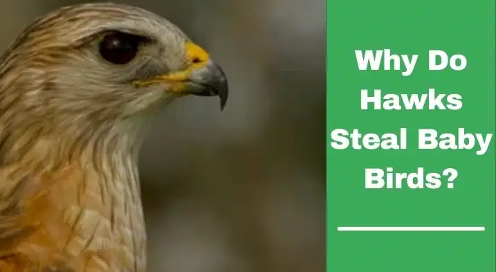 Why Do Hawks Steal Baby Birds?