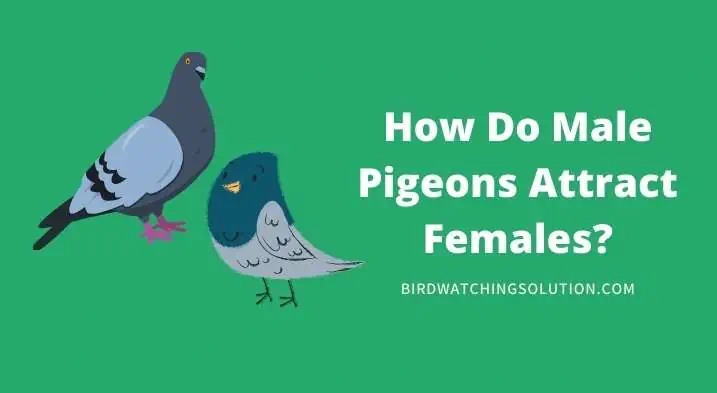 how do male pigeons attract females (2)