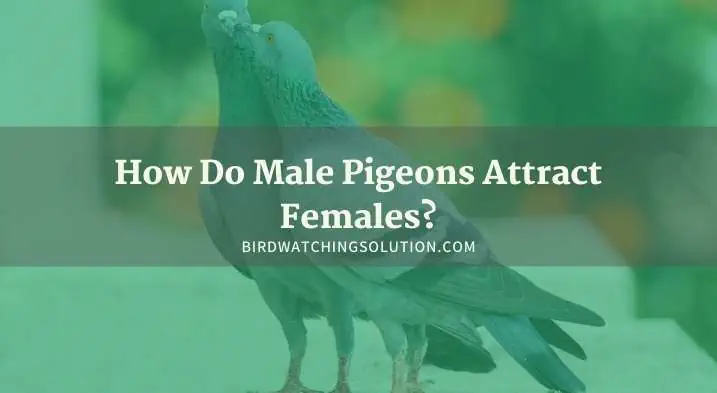 how do male pigeons attract females