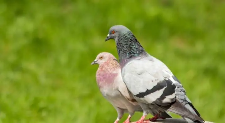 pigeons romance