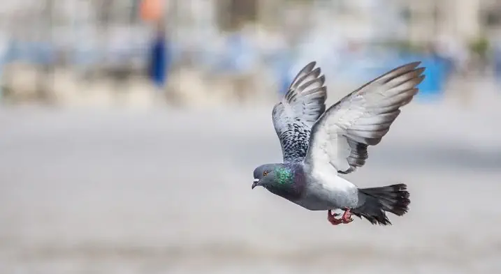 An attractive pigeon about to land