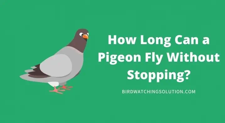 How Long Can a Pigeon Fly Without Stopping