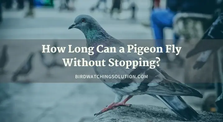 How Long Can a Pigeon Fly Without Stopping?