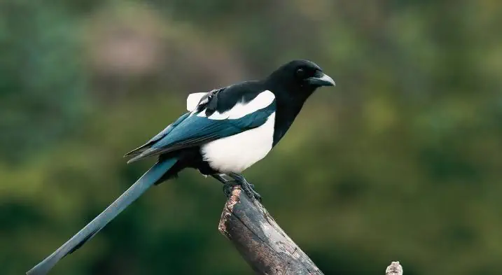 A beautiful magpie sitting on a tree branch