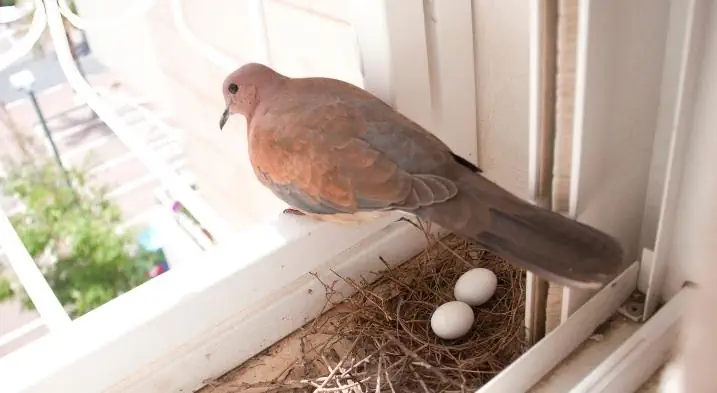 A dove laying eggs in her nest