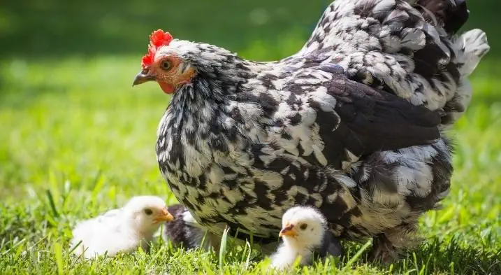 A mommy hen taking care of her chicks