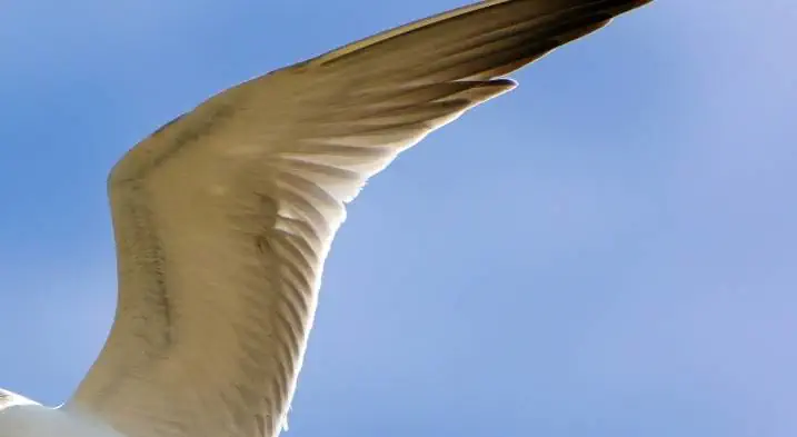A seagul wing