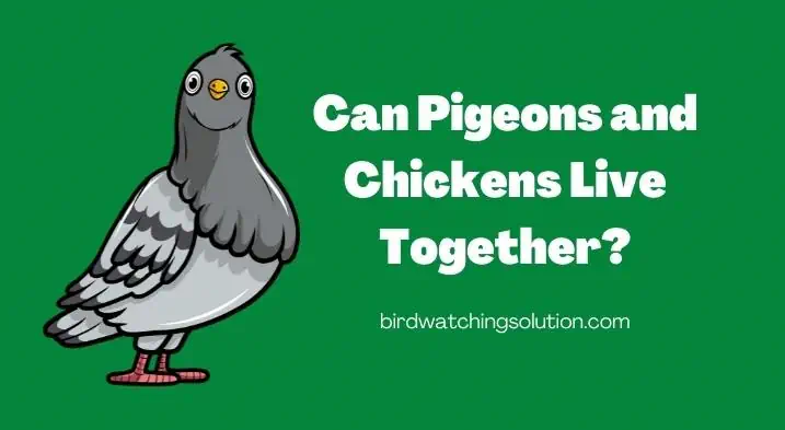 Can Pigeons and Chickens Live Together 1