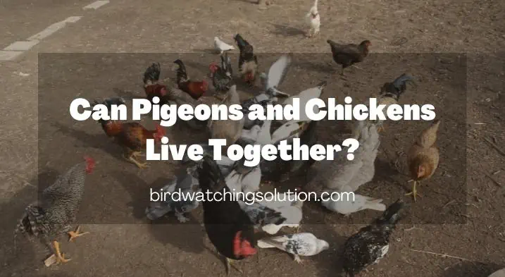 Can Pigeons and Chickens Live Together