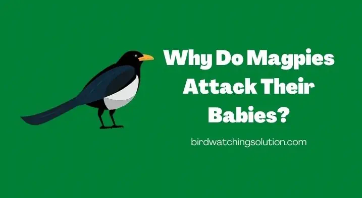Why Do Magpies Attack Their Babies (2)