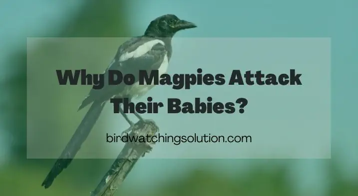 Why Do Magpies Attack Their Babies?