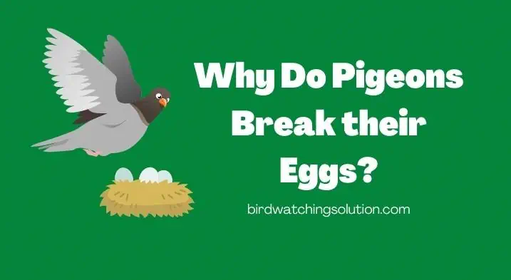 Why Do Pigeons Break their Eggs (2)