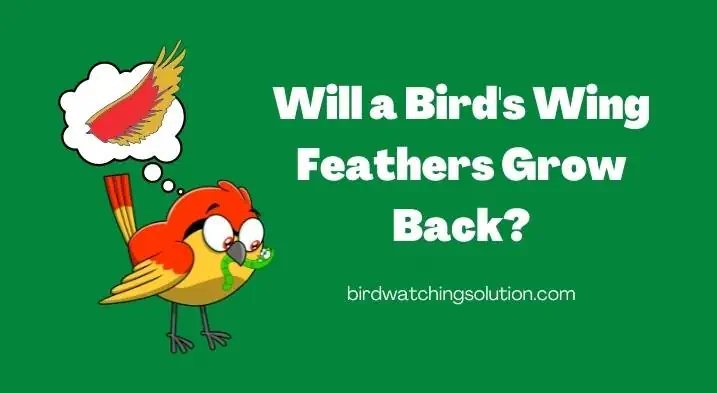 Will a Bird's Wing Feathers Grow Back (2)
