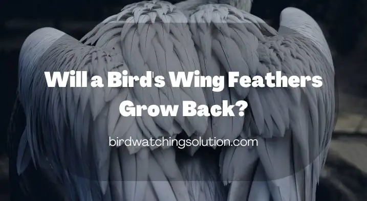 Will a Bird's Wing Feathers Grow Back