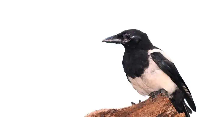 magpie searching for food to feed its babies