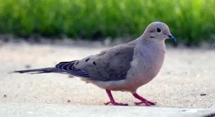 A beautiful dove looking for food