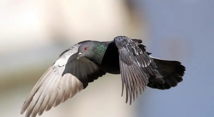 A beautiful pigeon flying
