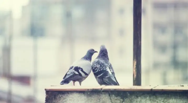 A lovely pigeon couple