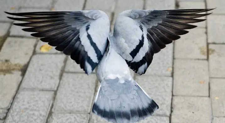 A pigeon using tail feather to land