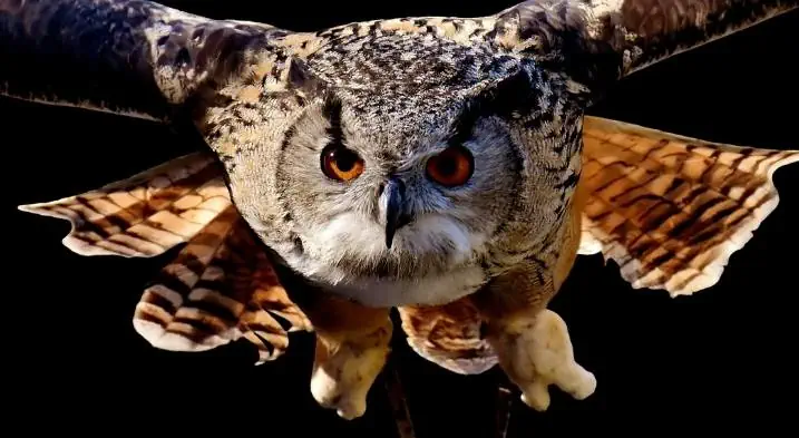 An owl during flight