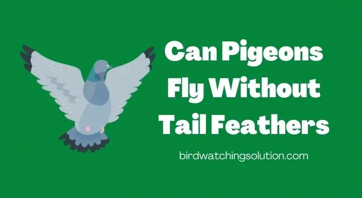 Can Pigeons Fly Without Tail Feathers (2)