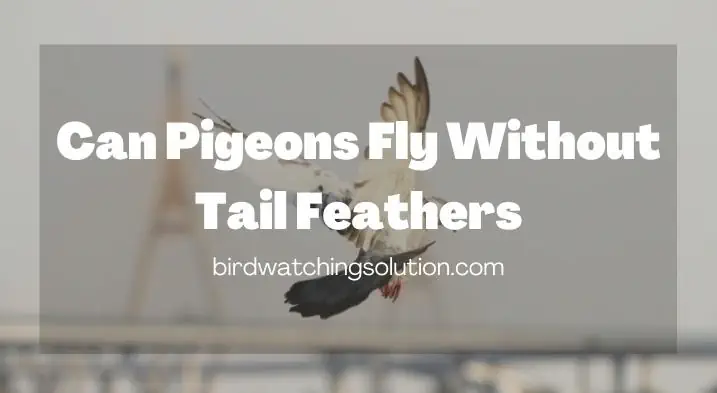 Can Pigeons Fly Without Tail Feathers