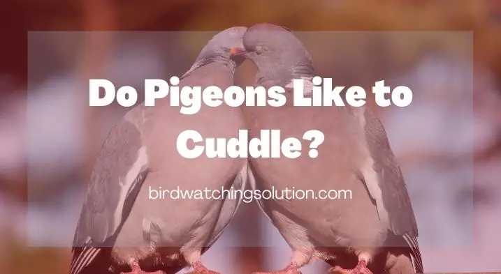 Do Pigeons Like to Cuddle