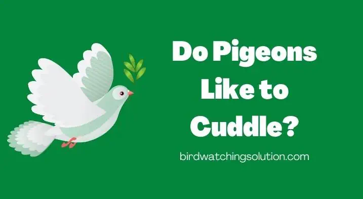 Do Pigeons Like to Cuddle (2)