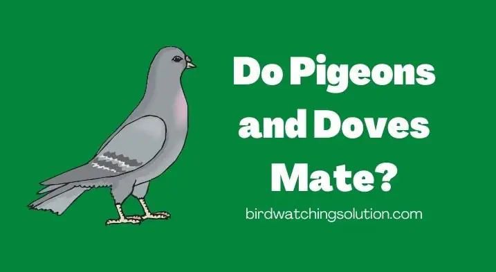 Do Pigeons and Doves Mate (2)