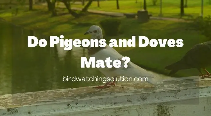 Do Pigeons and Doves Mate? – [Things You May Not Know]