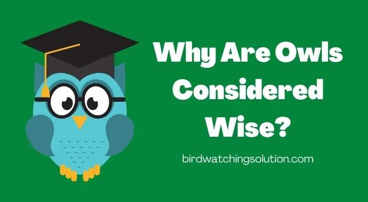 Why Are Owls Considered Wise 1