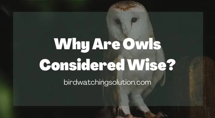 Why Are Owls Considered Wise
