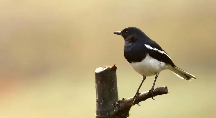 A magpie searching for food