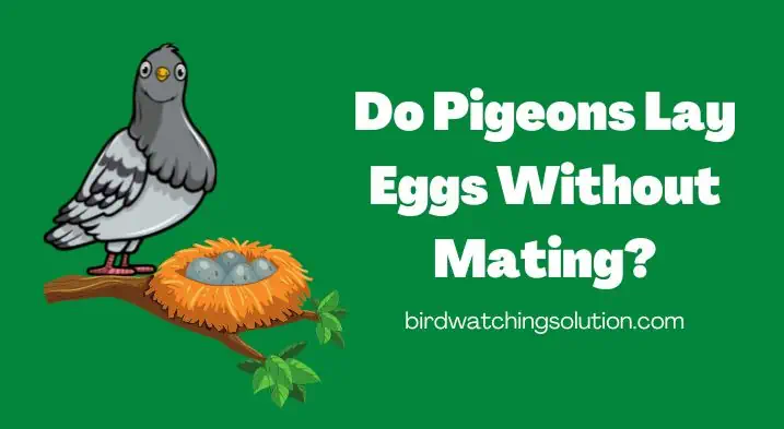 Do Pigeons Lay Eggs Without Mating (2)