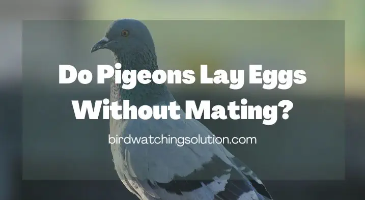 Do Pigeons Lay Eggs Without Mating?