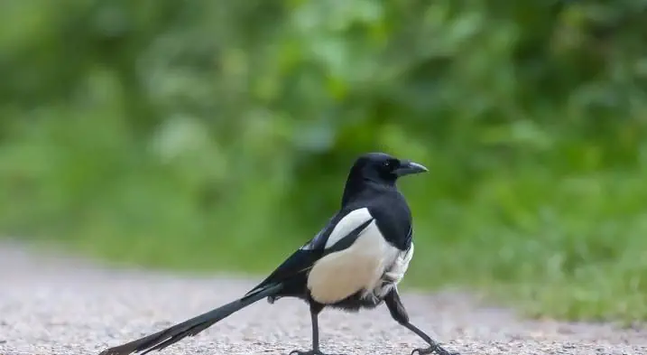 The magpie walk