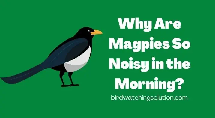 Why Are Magpies So Noisy in the Morning 1