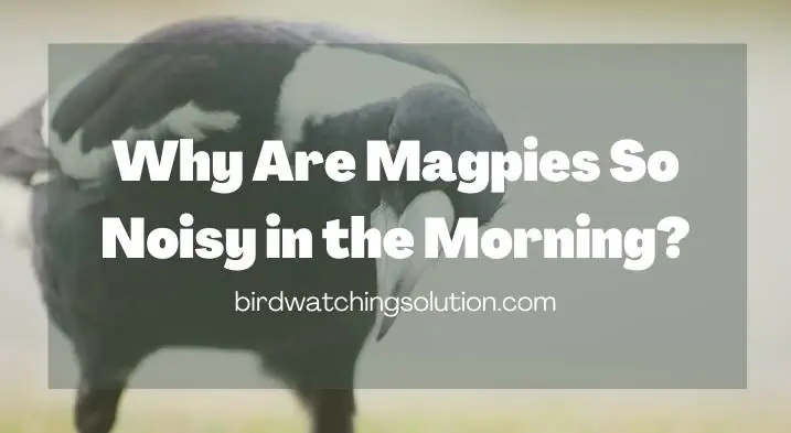 Why Are Magpies So Noisy in the Morning