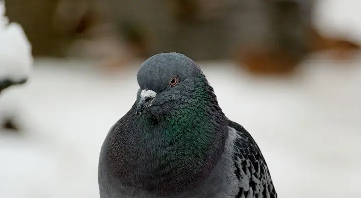 A cute pigeon during the winter season