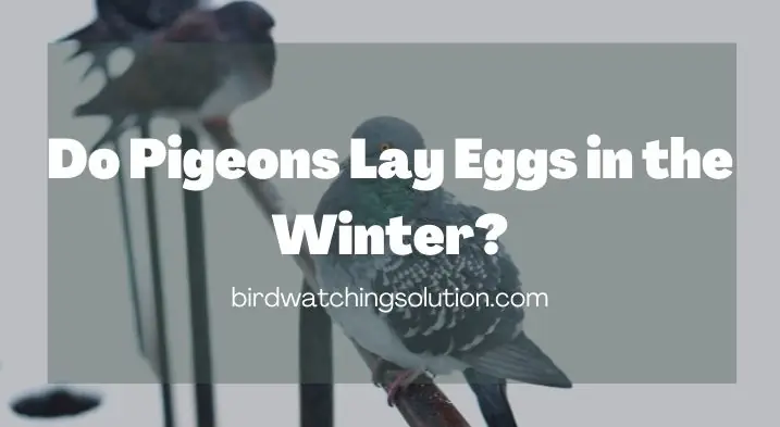 Do Pigeons Lay Eggs in the Winter