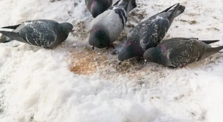 pigeons feasting on grains during the winter