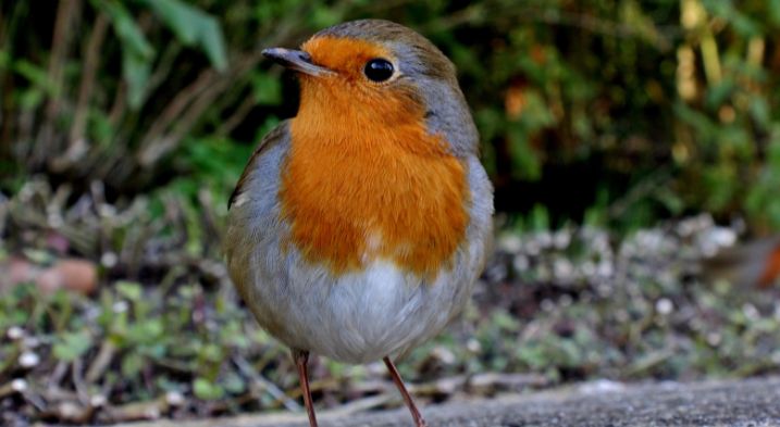 A cute robin looking for food in the garden