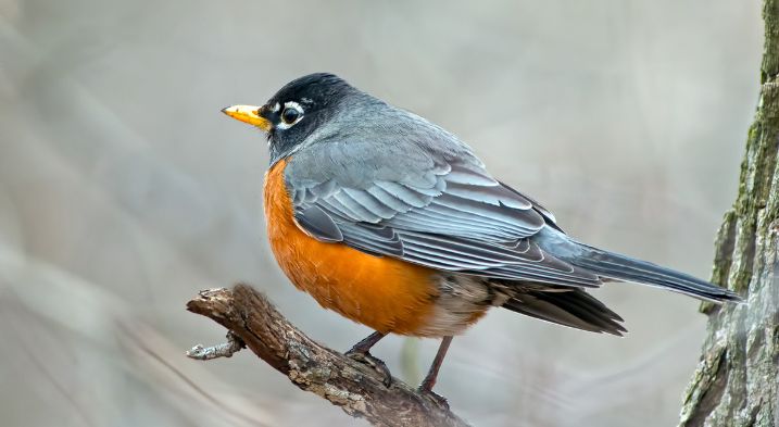 A sweet robin during migration