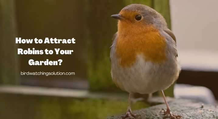 How to Attract Robins to Your Garden?