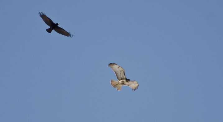 A crow chasing hawk during flight