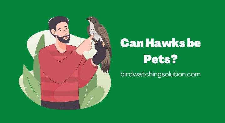 can hawks be pets?