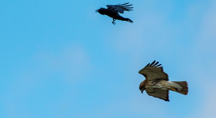 Crows mobbing the hawk