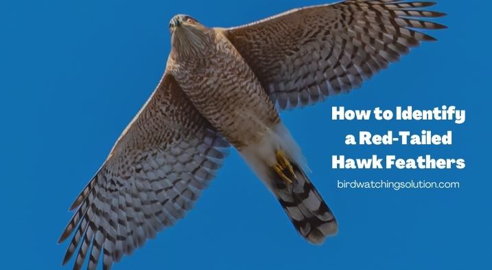 How to Identify a Red-Tailed Hawk Feathers – Expert Tips 