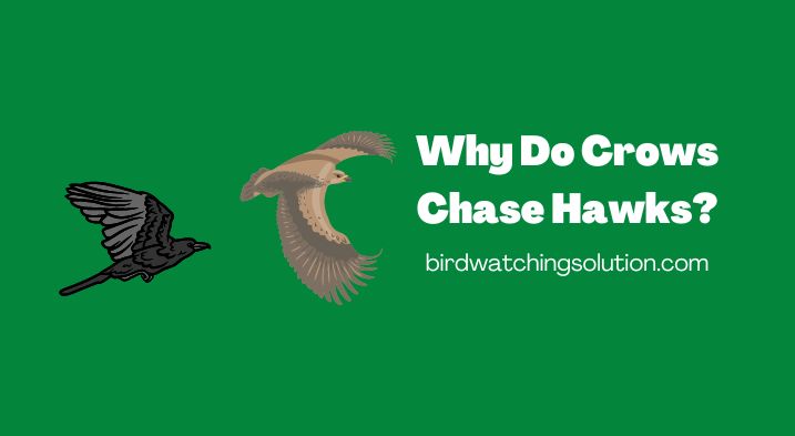 why do crows chase hawks?